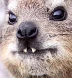 HYRACOIDEA - HYRAX - CAPE ROCK HYRAX - TABLE MOUNTAIN NATIONAL PARK SOUTH AFRICA - ON TOP OF TABLE MOUNTAIN (9).JPG