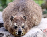 HYRACOIDEA - HYRAX - CAPE ROCK HYRAX - TSITSIKAMMA NATIONAL PARK SOUTH AFRICA (2).JPG