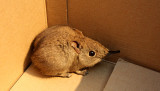 INSECTIVORA - ROCK ELEPHANT SHREW - MARRICK CAMP KIMBERLY