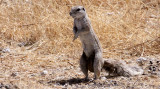 RODENT - SQUIRREL - SOUTHERN GROUND SQUIRREL - ETOSHA NATIONAL PARK NAMIBIA (7).JPG