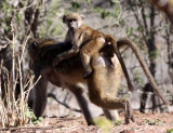PRIMATE - BABOON - CHACMA BABOON - CHOBE NATIONAL PARK BOTSWANA (2).JPG