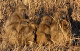PRIMATE - BABOON - CHACMA BABOON - KRUGER NATIONAL PARK SOUTH AFRICA (32).JPG