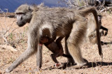 PRIMATE - BABOON - CHACMA BABOON - KRUGER NATIONAL PARK SOUTH AFRICA (8).JPG
