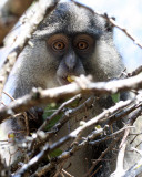 PRIMATE - MONKEY - SAMANGO OR SYKES'S MONKEY - CERCOPITHECUS ALBOGULARIS - IMFOLOZI NATIONAL PARK SOUTH AFRICA (15).JPG