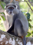 PRIMATE - MONKEY - SAMANGO OR SYKES'S MONKEY - SAINT LUCIA WETLANDS RESERVE - SOUTH AFRICA (13).JPG