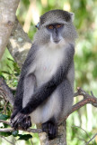 PRIMATE - MONKEY - SAMANGO OR SYKES'S MONKEY - SAINT LUCIA WETLANDS RESERVE - SOUTH AFRICA (4).JPG