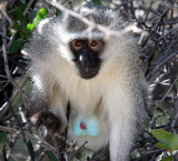 PRIMATE - MONKEY - VERVET MONKEY - AUGRABIES FALLS NP SOUTH AFRICA.JPG