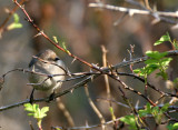 BIRD - BUSHTIT - LAKE FARM WOODS WASH (3).JPG
