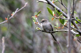 BIRD - BUSHTIT - PSALTRIPARUS MINIMUS - LAKE FARM TRAIL WA (6).JPG