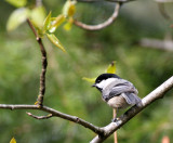 BIRD - CHICKADEE - BLACK-CAPPED CHICKADEE - DUNGENESS RIVER WA (5).JPG