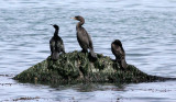 BIRD - CORMORANT - DOUBLE-CRESTED WITH PELAGIC CORMORANT - LAKE FARM BEACH WA (6).JPG