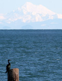 BIRD - CORMORANT - PELAGIC - OP (4).jpg