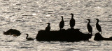 BIRD - CORMORANTS - MIXED SPECIES (6).jpg