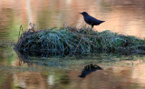 BIRD - DIPPER - AMERICAN DIPPER - HOH RAINFOREST WA (2).JPG