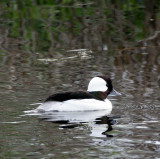 BIRD - DUCK - BUFFLEHEAD - CARRY BLAKE PARK SEQUIM WA (10).JPG