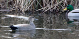 BIRD - DUCK - GADWALL - THREE CRABS WETLANDS WA (3).JPG