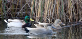 BIRD - DUCK - GADWALL - THREE CRABS WETLANDS WA.JPG