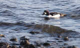 BIRD - DUCK - GOLDENEYE - BARROW'S GOLDENEYE - PA HARBOR WA (12).JPG