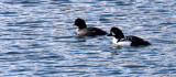BIRD - DUCK - GOLDENEYE - BARROWS GOLDENEYE - PORT ANGELES HARBOR WA.JPG