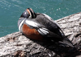 BIRD - DUCK - HARLEQUIN DUCK - ELWHA VALLEY - KROUSE'S BOTTOM - RIVER TERRITORY (2).JPG