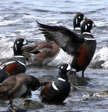 BIRD - DUCK - HARLEQUIN DUCK - MORSE CREEK MOUTH WA (17).jpg