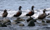BIRD - DUCK - HARLEQUIN DUCK - MORSE CREEK MOUTH WA (25).JPG