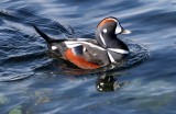 BIRD - DUCK - HARLEQUIN DUCK - SALT CREEK TONGUE POINT (27).jpg