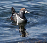 BIRD - DUCK - HARLEQUIN DUCK - SALT CREEK TONGUE POINT (42).jpg