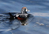 BIRD - DUCK - HARLEQUIN DUCK - SALT CREEK TONGUE POINT (62).jpg