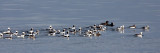 BIRD - DUCK - LONG-TAILED DUCK - PORT ANGELES HARBOR WA (11).JPG