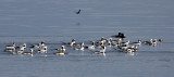 BIRD - DUCK - LONG-TAILED DUCK - PORT ANGELES HARBOR WA (13).JPG