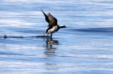 BIRD - DUCK - LONG-TAILED DUCK - PORT ANGELES HARBOR WA (25).JPG