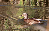 BIRD - DUCK - MALLARD - FEMALE - JAMESTOWN WA (2).JPG