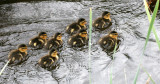 BIRD - DUCK - MALLARD - FEMALE WITH BROOD - JAMESTOWN WA (3).JPG