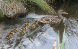 BIRD - DUCK - MALLARD - FEMALE WITH BROOD - JAMESTOWN WA (6).JPG