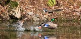 BIRD - DUCK - MALLARD - HOH RAINFOREST WA.JPG