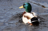 BIRD - DUCK - MALLARD DRAKE - DUNGENESS WETLANDS WA (2).JPG
