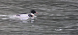 BIRD - DUCK - MERGANSER - RED-BREASTED MERGANSER - SALT CREEK WA (8).JPG