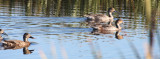 BIRD - DUCK - NORTHERN PINTAIL - WITH GADWALL - BOTH ADULT NONBREEDING - SEQUIM PRAIRIE (3).JPG