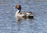 BIRD - DUCK - PINTAIL - NORTHERN PINTAIL - JAMESTOWN WASHINGTON (3).JPG