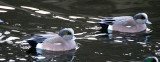 BIRD - DUCK - WIGEON - AMERICAN WIGEON - PA HARBOR MARSH (12).JPG