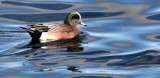 BIRD - DUCK - WIGEON - AMERICAN WIGEON - PORT ANGELES HARBOR WA (2).JPG