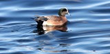 BIRD - DUCK - WIGEON - AMERICAN WIGEON - PORT ANGELES HARBOR WA (4).JPG
