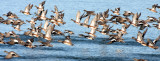 BIRD - DUCK - WIGEON - AMERICAN WIGEON - SEQUIM PRAIRIE (6).JPG