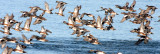 BIRD - DUCK - WIGEON - AMERICAN WIGEON - SEQUIM PRAIRIE (9).JPG