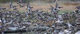 BIRD - DUCK - WIGEON - AMERICAN WIGEON - THREE CRABS DUNGENESS RIVER MOUTH WETLAND (17).jpg