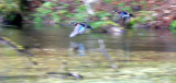 BIRD - DUCK - WOOD DUCK - HOH RIVER VALLEY WETLANDS (2).JPG