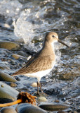 BIRD - DUNLIN - PA HARBOR (10).jpg