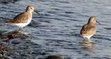 BIRD - DUNLIN - PA HARBOR (12).jpg