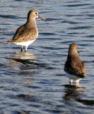 BIRD - DUNLIN - PA HARBOR (13).jpg